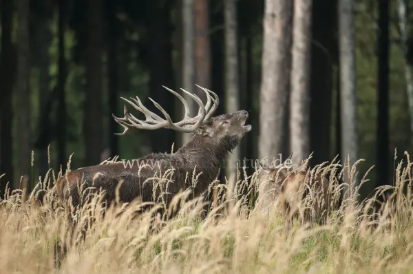 Fokus-Natur Bild