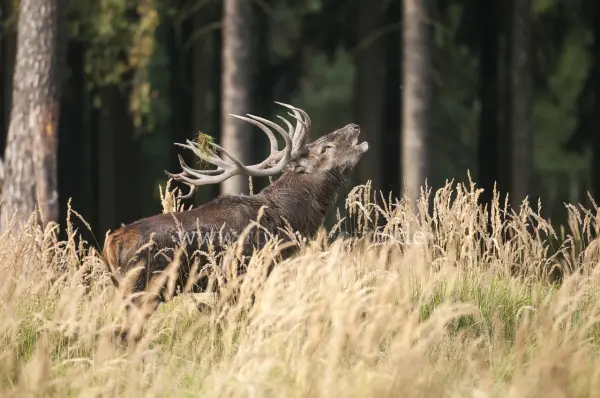 Fokus-Natur Bild