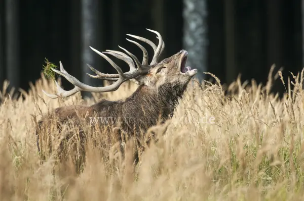 Fokus-Natur Bild