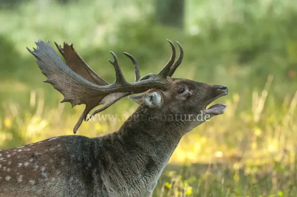 Fokus-Natur Bild