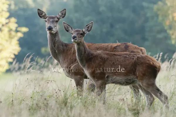 Fokus-Natur Bild