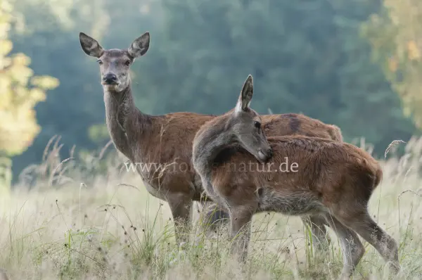 Fokus-Natur Bild