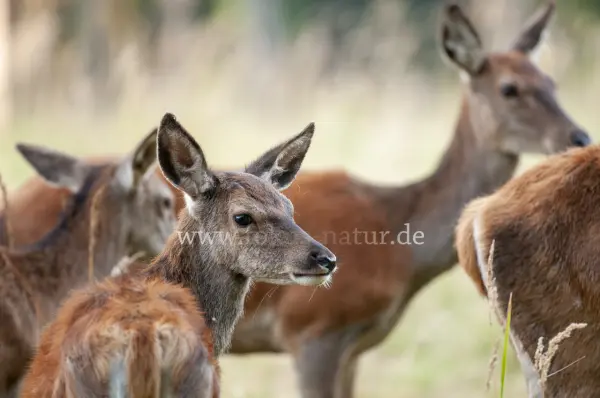 Fokus-Natur Bild