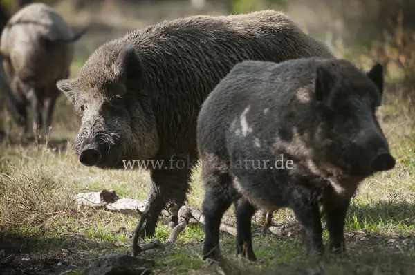 Fokus-Natur Bild