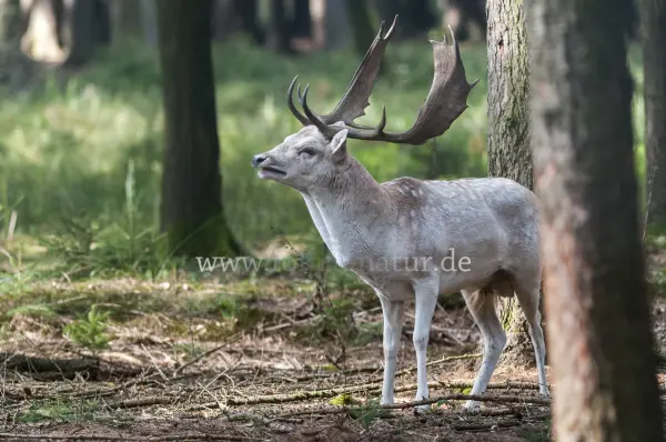 Fokus-Natur Bild