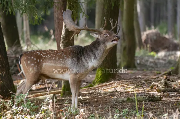 Fokus-Natur Bild