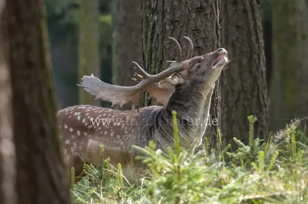 Fokus-Natur Bild