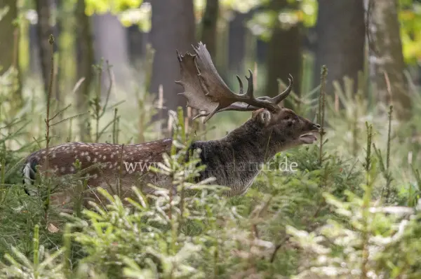 Fokus-Natur Bild