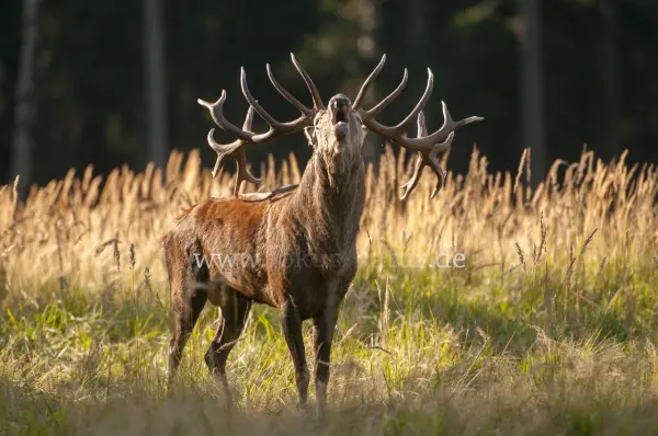 Fokus-Natur Bild