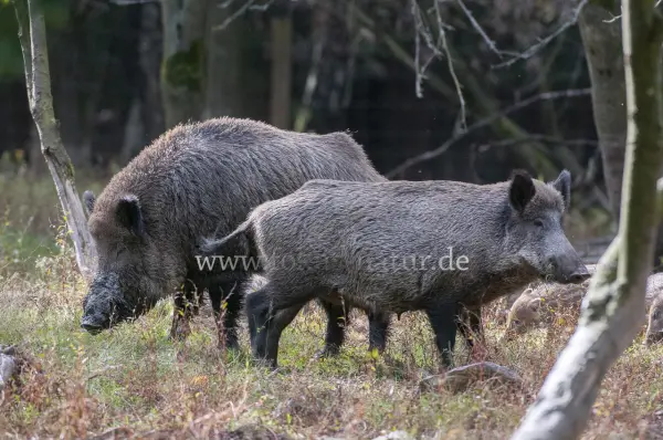 Fokus-Natur Bild