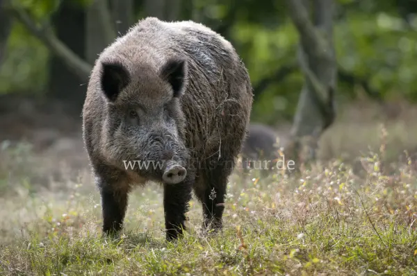 Fokus-Natur Bild