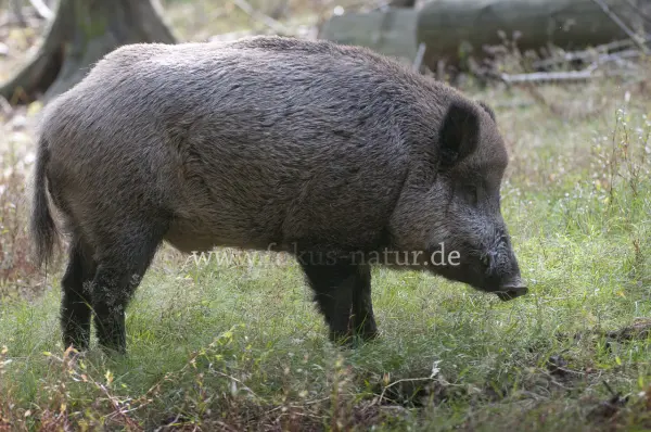 Fokus-Natur Bild