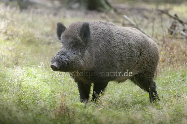 Fokus-Natur Bild