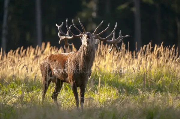 Fokus-Natur Bild