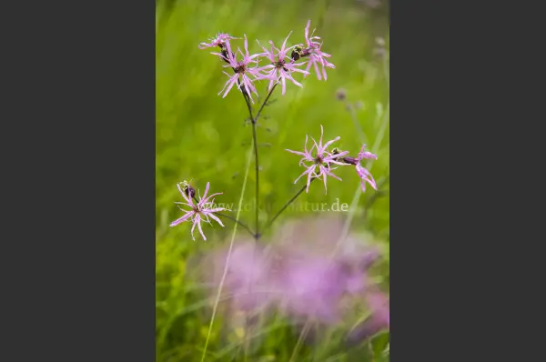 Fokus-Natur Bild