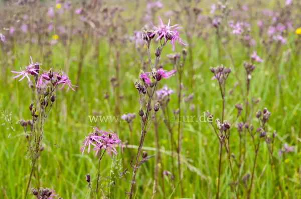 Fokus-Natur Bild