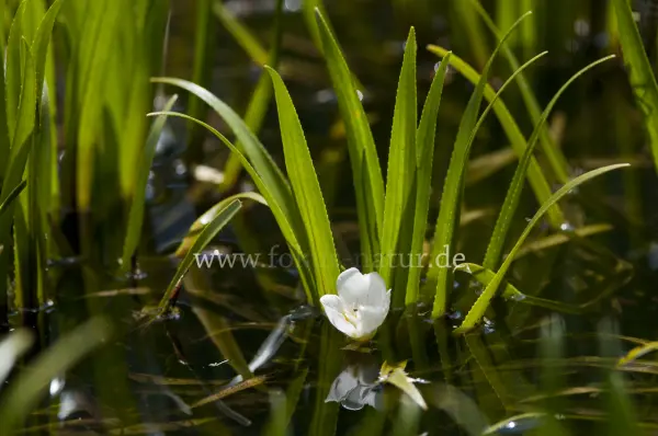 Fokus-Natur Bild