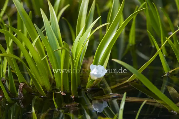 Fokus-Natur Bild