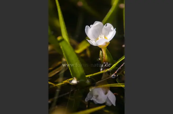 Fokus-Natur Bild