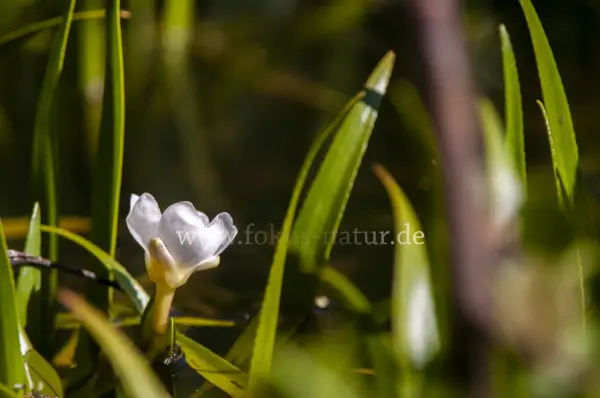 Fokus-Natur Bild