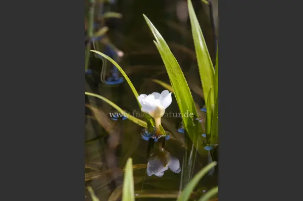 Fokus-Natur Bild