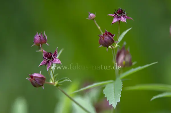 Fokus-Natur Bild