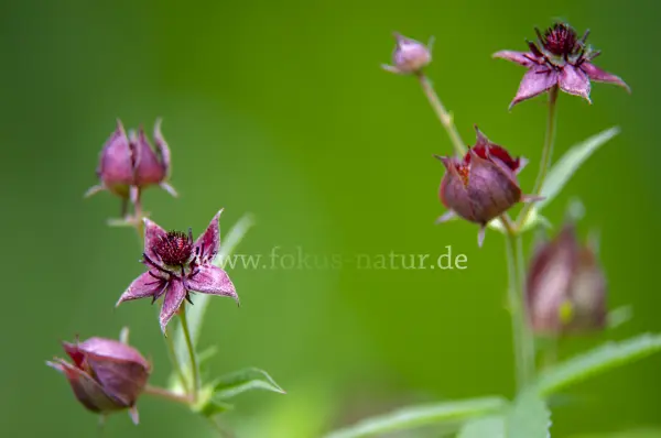 Fokus-Natur Bild
