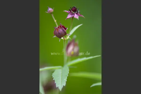 Fokus-Natur Bild