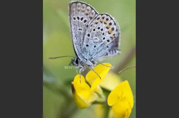 Fokus-Natur Bild