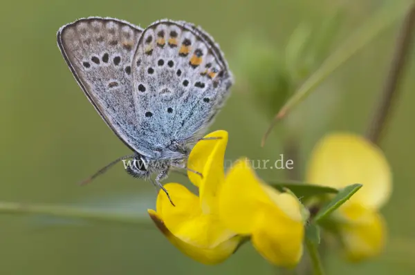 Fokus-Natur Bild