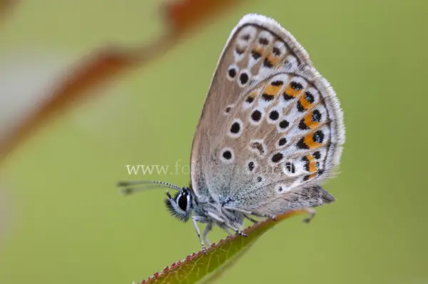Fokus-Natur Bild