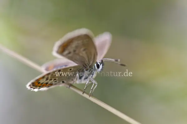 Fokus-Natur Bild