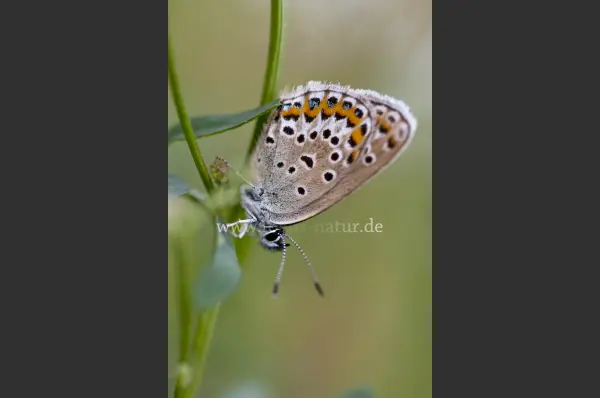 Fokus-Natur Bild