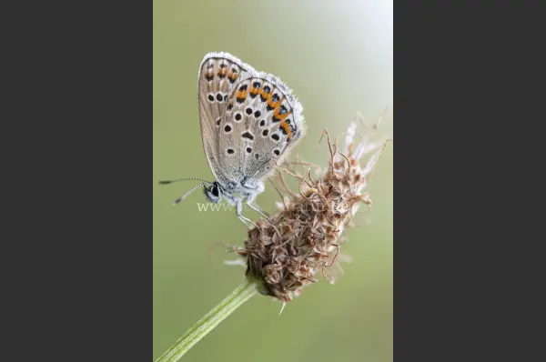 Fokus-Natur Bild