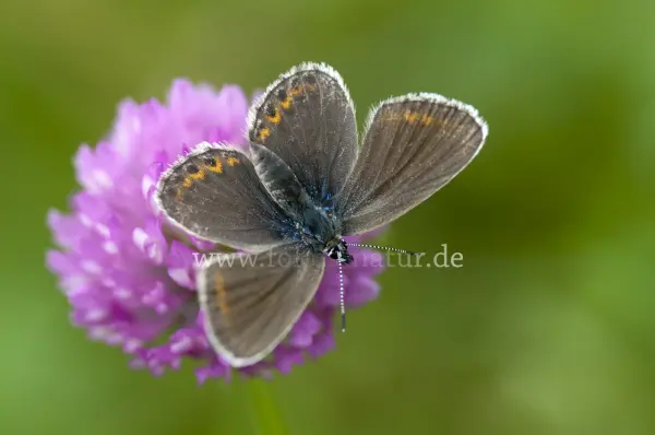 Fokus-Natur Bild