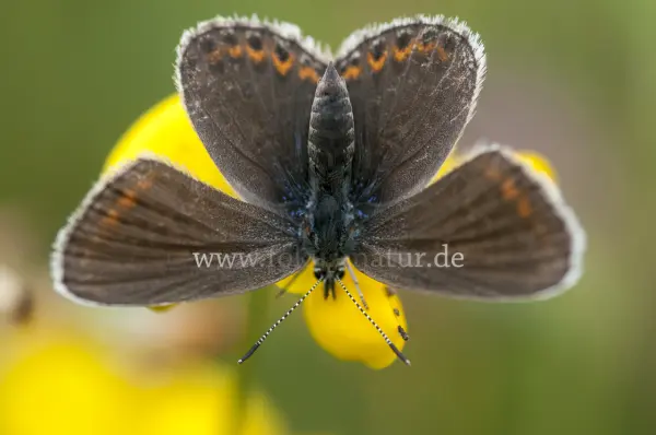 Fokus-Natur Bild