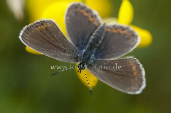 Fokus-Natur Bild