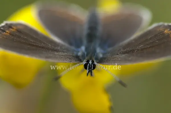 Fokus-Natur Bild