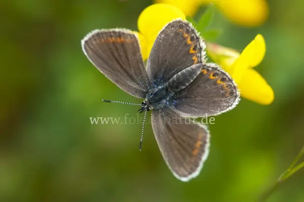 Fokus-Natur Bild