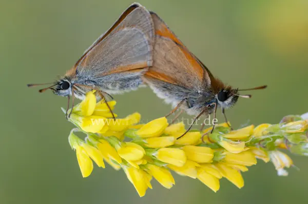 Fokus-Natur Bild