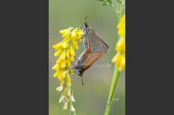 Fokus-Natur Bild