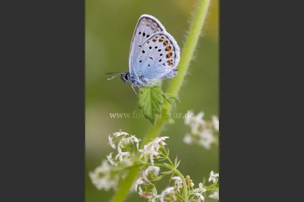 Fokus-Natur Bild