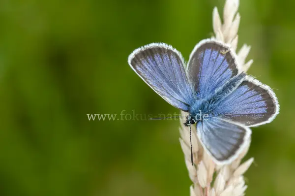 Fokus-Natur Bild