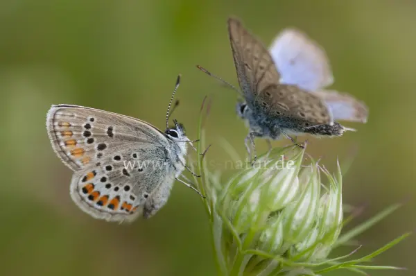 Fokus-Natur Bild