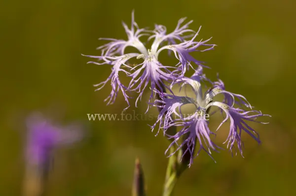 Fokus-Natur Bild
