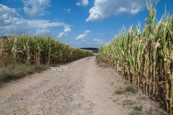 Fokus-Natur Bild