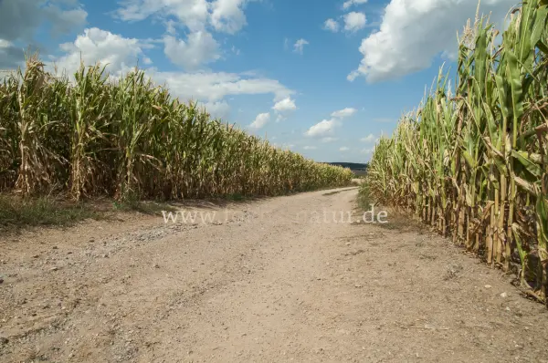 Fokus-Natur Bild