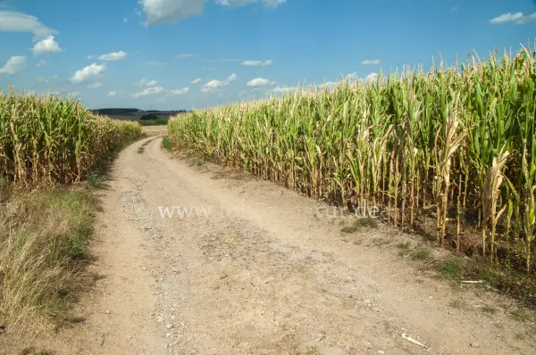 Fokus-Natur Bild