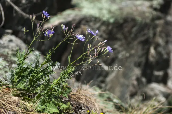 Fokus-Natur Bild