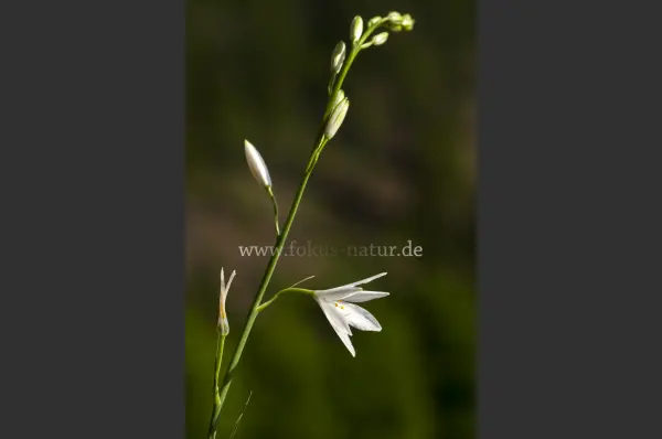 Fokus-Natur Bild